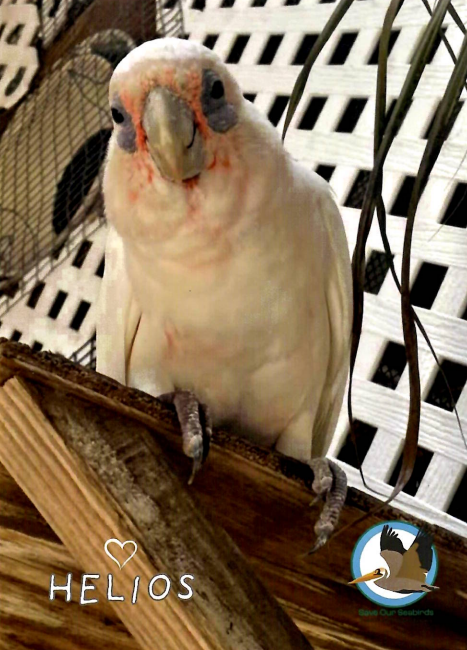 Annual Symbolic Bird Adoption