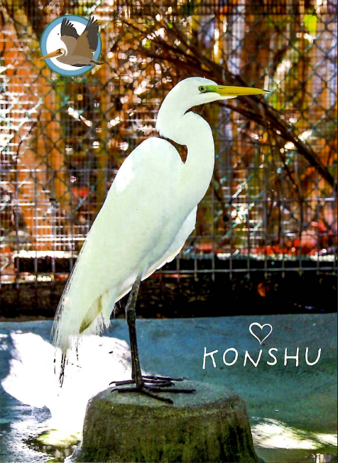 Annual Symbolic Bird Adoption