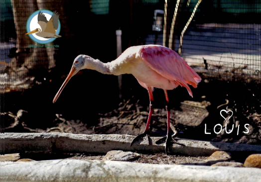 Annual Symbolic Bird Adoption