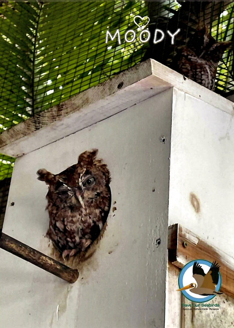 Annual Symbolic Bird Adoption