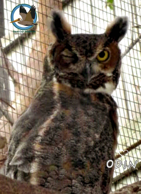 Annual Symbolic Bird Adoption