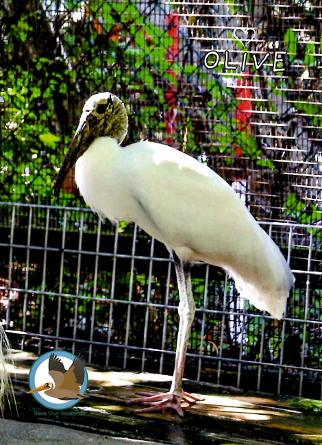 Annual Symbolic Bird Adoption