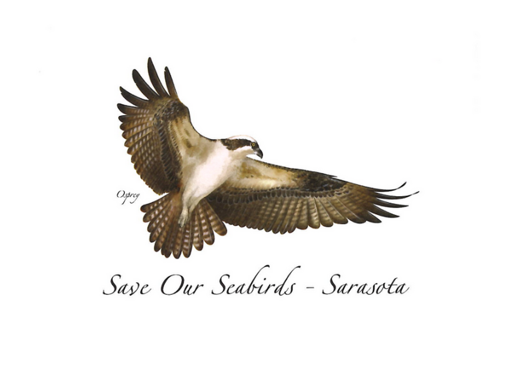 Osprey  Greeting Card