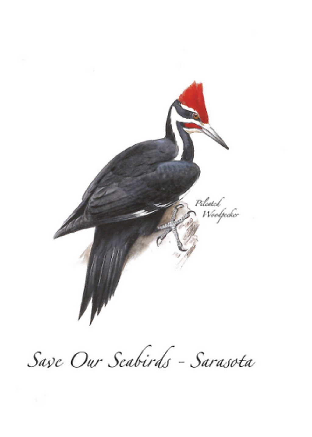Pileated Woodpecker Greeting Card