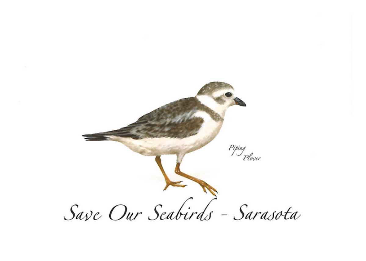 Piping Plover  Greeting Card