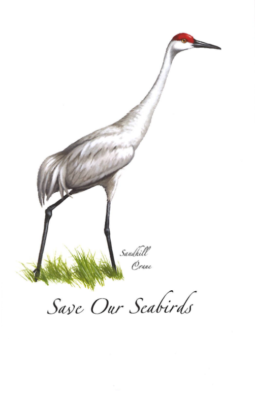 Sandhill Crane  Greeting Card