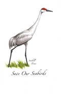 Sandhill Crane  Greeting Card