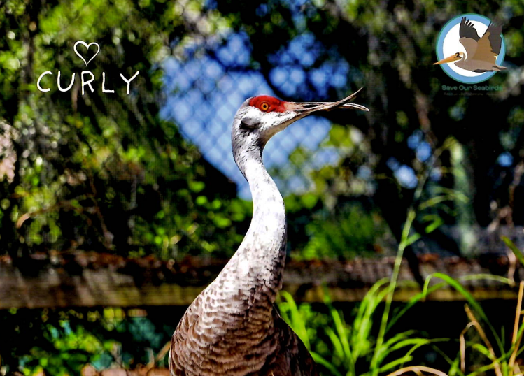 Annual Symbolic Bird Adoption