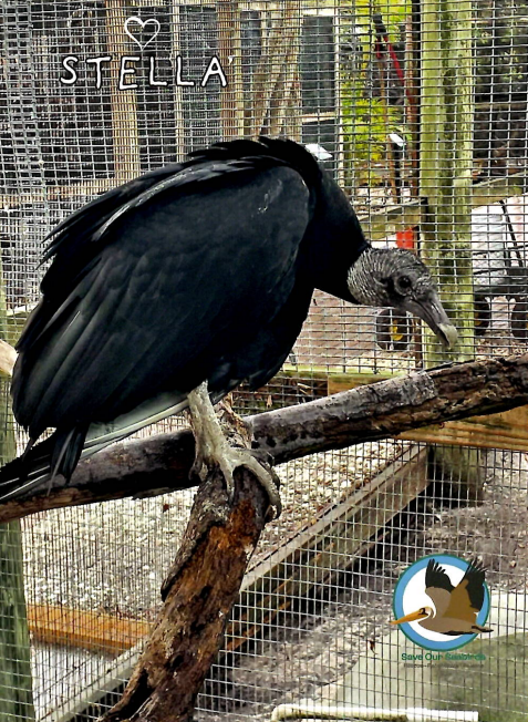 Annual Symbolic Bird Adoption