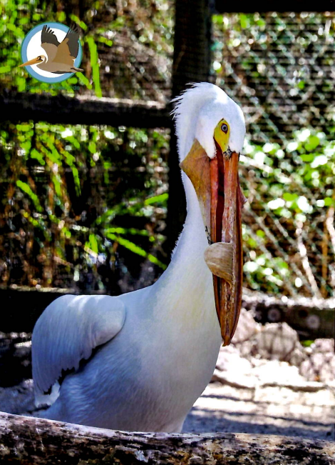 Annual Symbolic Bird Adoption