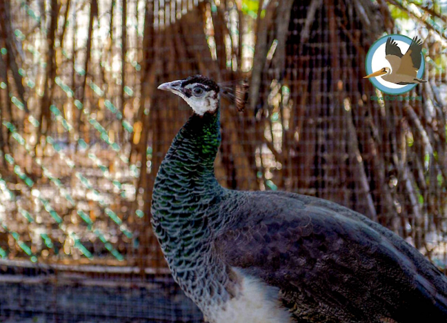 Annual Symbolic Bird Adoption