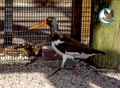 Annual Symbolic Bird Adoption