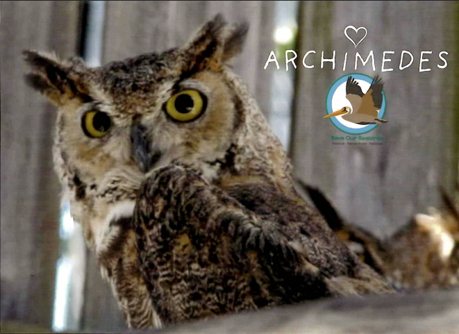 Annual Symbolic Bird Adoption