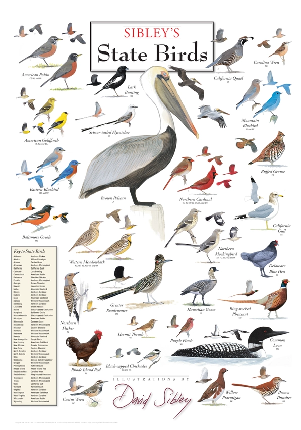 Sibley's State Bird Poster