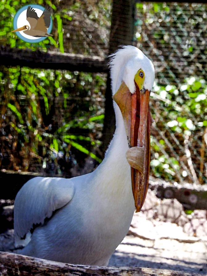 Annual Symbolic Bird Adoption