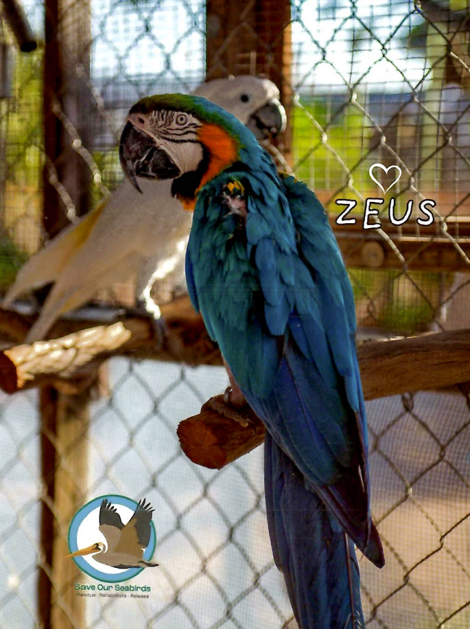 Annual Symbolic Bird Adoption