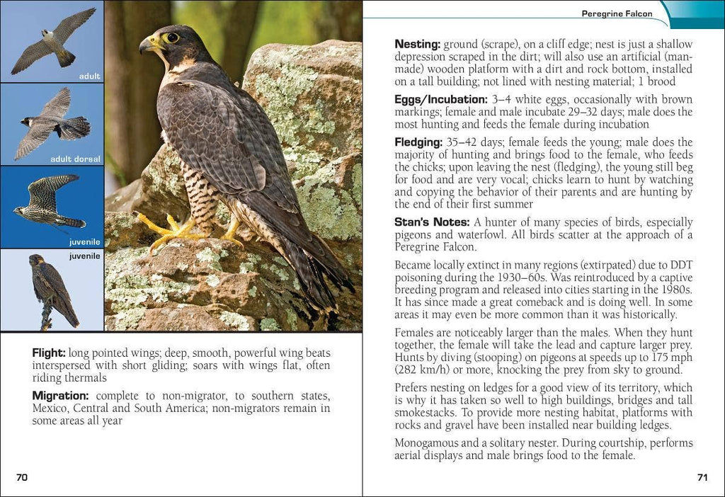 Birds of Prey of the South Field Guide