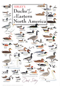 Sibley's Ducks Geese & Swans of Eastern North America Poster
