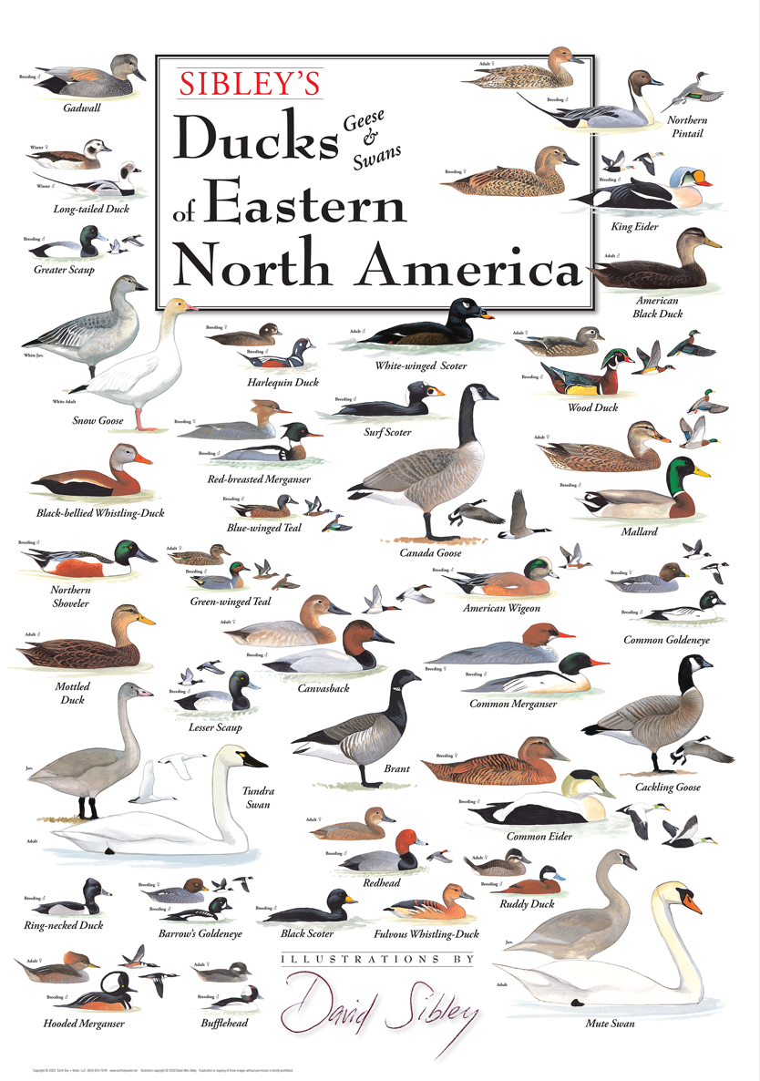 Sibley's Ducks Geese & Swans of Eastern North America Poster
