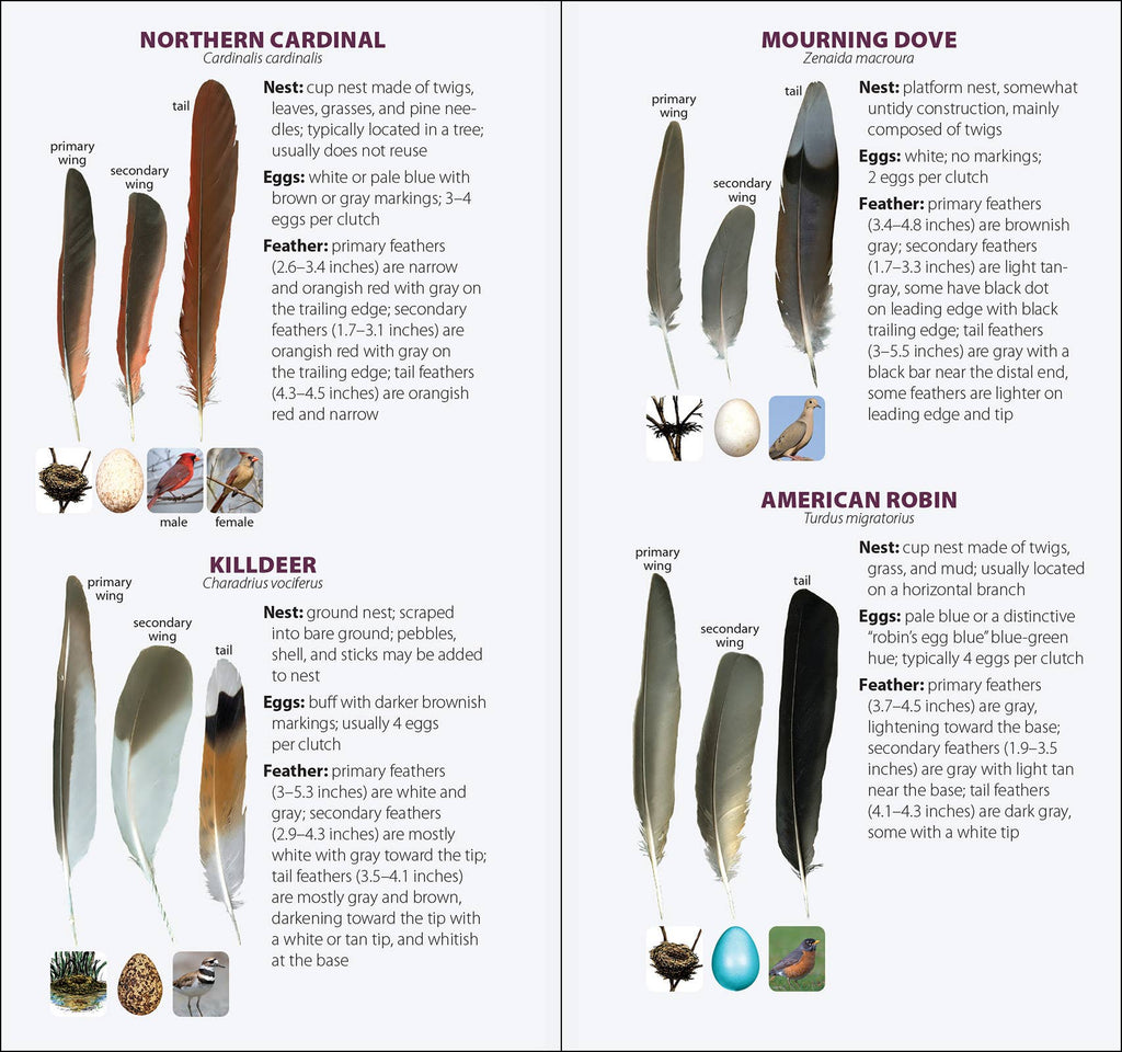 Bird Feathers & Eggs of the South Quick Guide