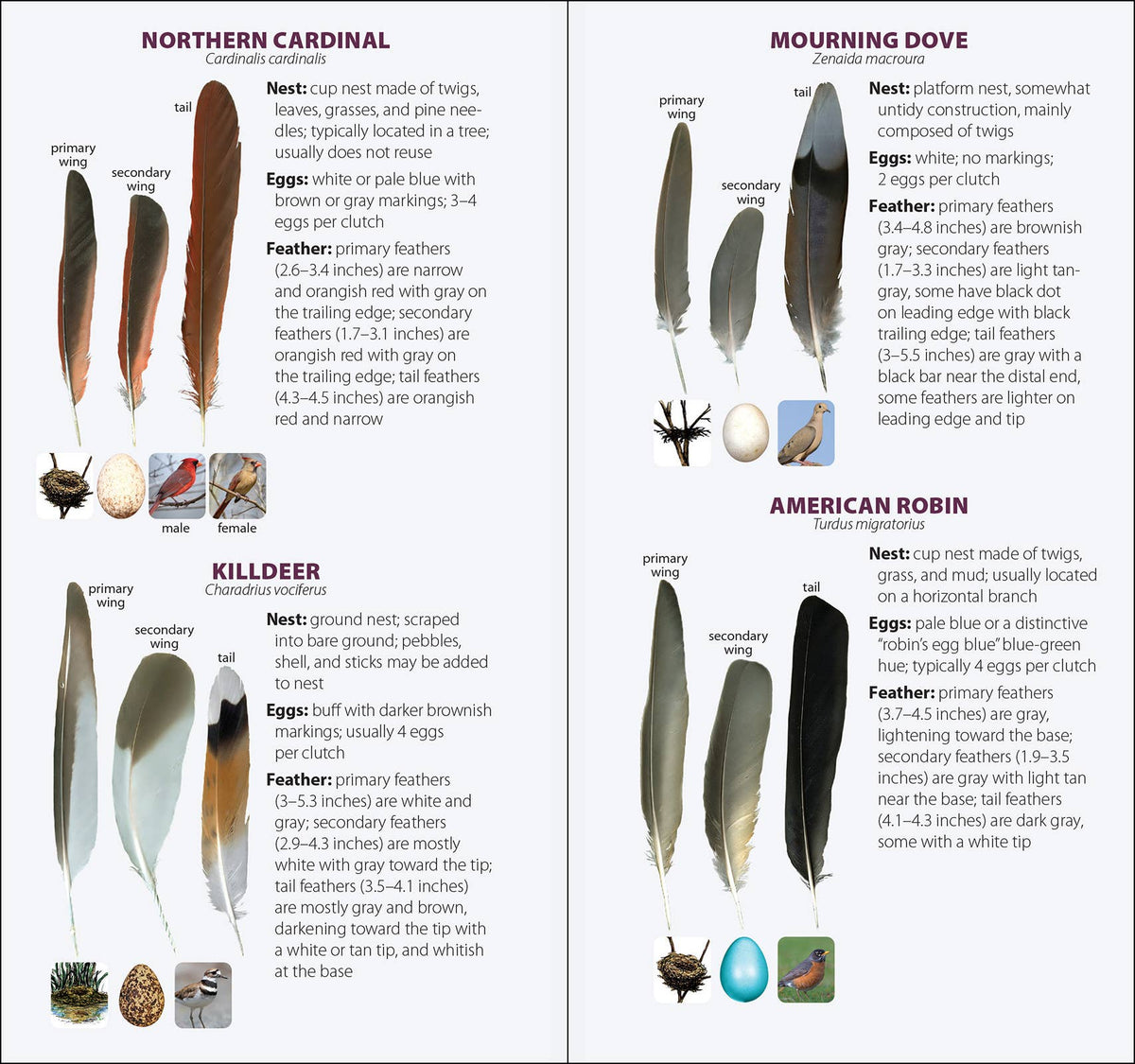 Bird Feathers & Eggs of the South Quick Guide