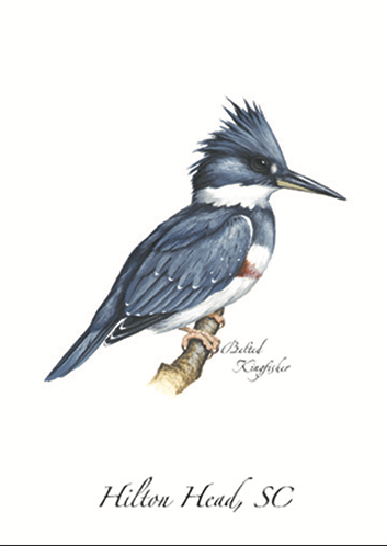 Belted Kingfisher  Greeting Card