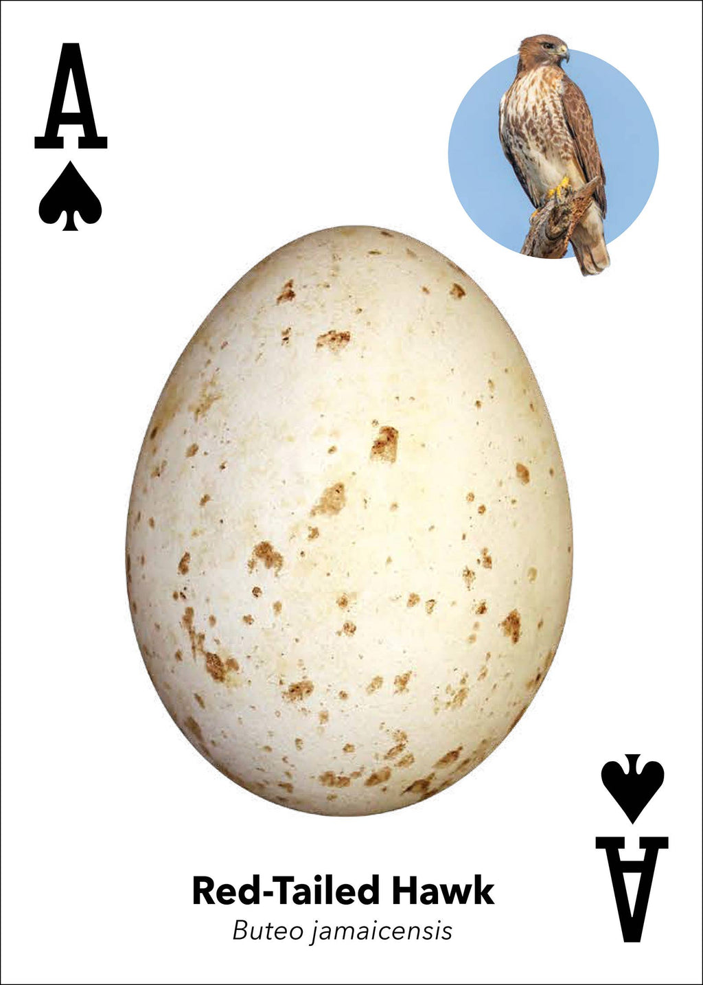 Bird Eggs Playing Cards